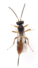 Tersilochinae