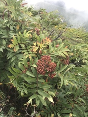 Sorbus decora