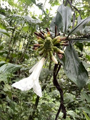 Costaceae