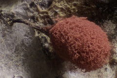 Arcyria insignis