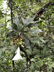 Costaceae