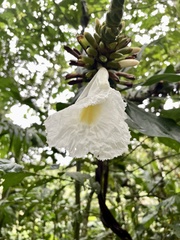 Costaceae