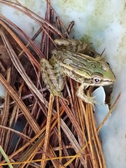 Lithobates lenca