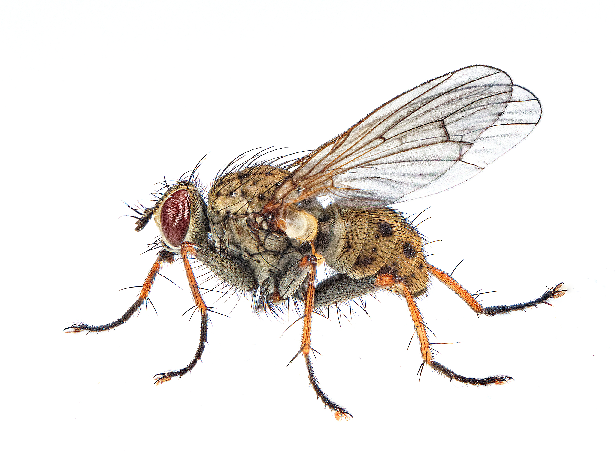 ニャンコノフグリ Common Tiger Fly (Coenosia tigrina) · iNaturalist