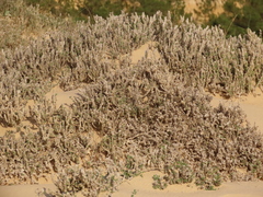 Crucianella maritima