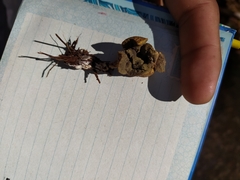 Scleroderma citrinum