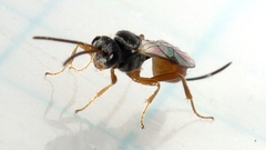 Tersilochinae