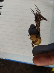 Scleroderma citrinum