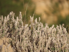 Crucianella maritima