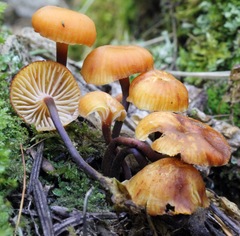 Xeromphalina campanella