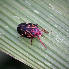 Mahanarva rubropicta