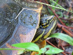 Deirochelys reticularia