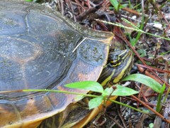 Deirochelys reticularia