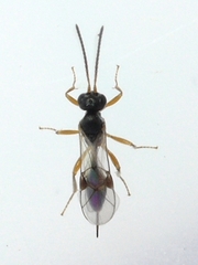 Tersilochinae
