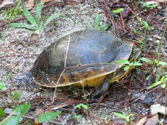 Deirochelys reticularia