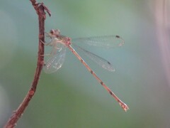 Lestes tenuatus