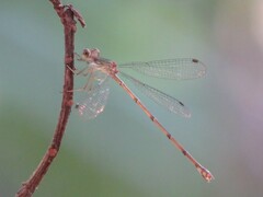 Lestes tenuatus