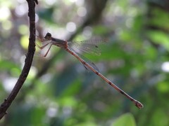 Lestes tenuatus