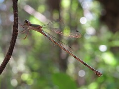 Lestes tenuatus