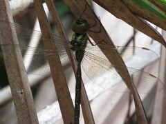 Triacanthagyna trifida