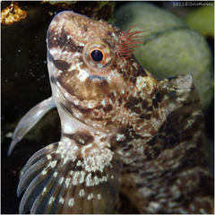 Hypsoblennius gilberti