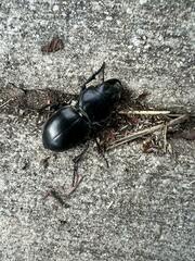 Pasimachus californicus