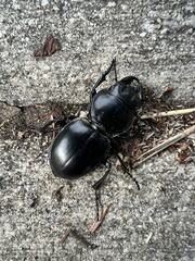 Pasimachus californicus