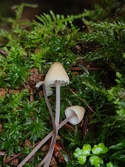 Mycena filopes