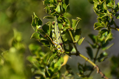 Bootettix argentatus