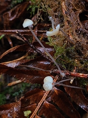 Mycena filopes