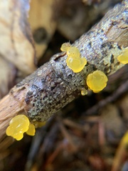 Dacrymyces capitatus
