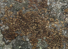 Acarospora fuscata