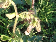 Silene noctiflora