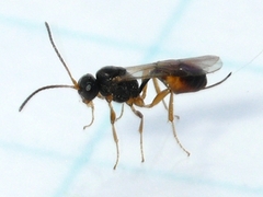 Tersilochinae
