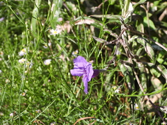 Ruellia simplex