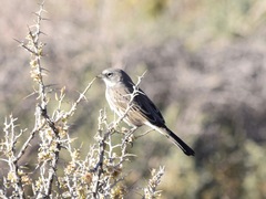 Artemisiospiza nevadensis