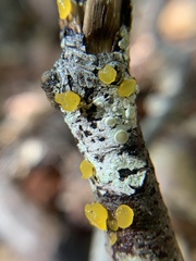Dacrymyces capitatus