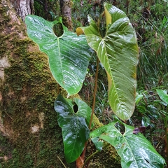 Anthurium concinnatum