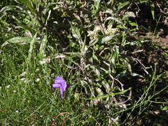 Ruellia simplex