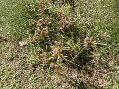 Cyperus ochraceus