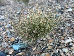 Eriogonum nidularium