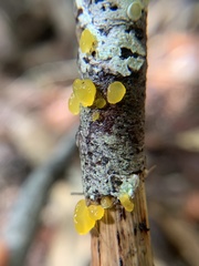 Dacrymyces capitatus