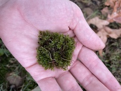 Hyophila involuta