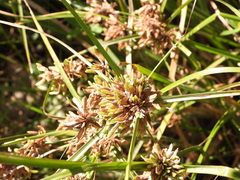 Cyperus ochraceus