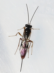 Tersilochinae