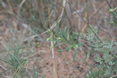Talinum aurantiacum