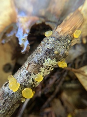 Dacrymyces capitatus