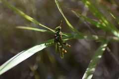 Bootettix argentatus