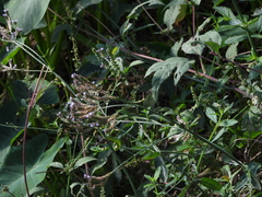 Verbena brasiliensis