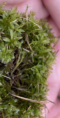 Hyophila involuta